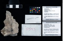 Foto (Objekt + Etikett) von Galatheites zitteli (Moericke, 1889)  (NHMW-GEO-2014-0194-0593)